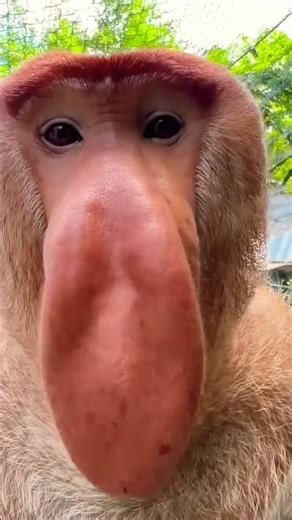 Proboscis Monkey Makes Funny Noises