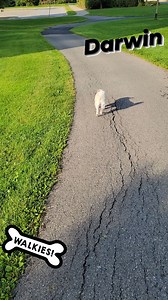 Ottawa Dog Rescue on Reels