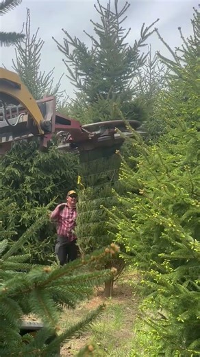 Skid steer tree tyer