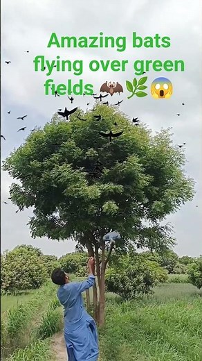 Amazing bats flying over green fields 🦇🌿😱 #bats #hunting #nature #wildlife #adventure #hunting