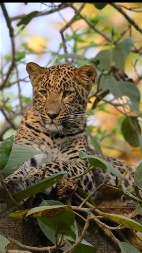 Rare Wild Moment | Leopard Cubs Playing in Rajaji Tiger Reserve 🐆