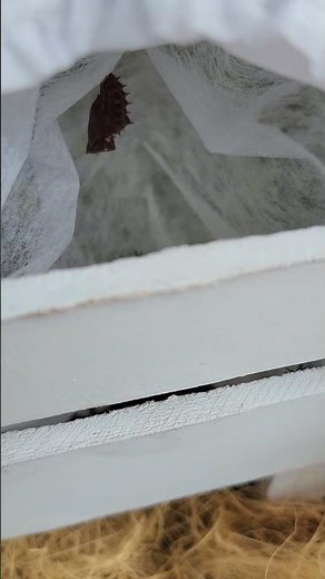 寒さ避けの不織布で蛹化したツマグロヒョウモン幼虫 寒冷地２月末