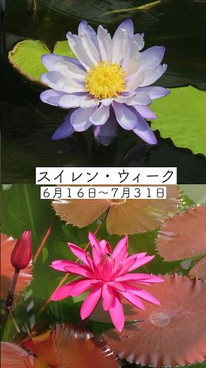 スイレン・ウィーク開催中！2026年6月16日（火）～7月31日（金） #咲くやこの花館 #植物園 #植物 #スイレン #オオオニバス