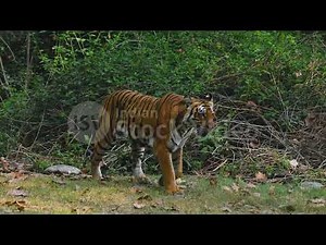 Majestic Bengal Tiger Roams Wild Forest Habitat
