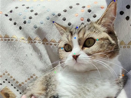 DeepLabCut 无标记追踪 Tutorial5：Analyze videos