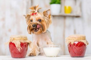Yorkshire Terrier Prices in 2024: Purchase Cost, Vet Bills, and More!