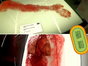 值得学习的生物塑化知识 生命博物馆 让生命变得艺术