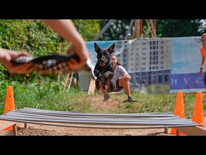 Patterdale terrier Aleks. Pitbull show DOGWILLE 2021