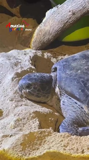 Experience one of nature’s rarest moments on Selingan Turtle Island where sea turtles come ashore to nest and hatchlings take their first steps into the ocean. 🏝🌊 Home to one of the world’s oldest turtle hatcheries, the island is also among Southeast Asia’s most important nesting and breeding grounds for the Green and Hawksbill turtles. 🏝 Witness this rare moment with us today! 🌐 : AmazingBorneo.com 💬 : ( 6) 017-450 2009 📧 : info@amazingborneo.com #selinganisland #turtleisland #sandakan #s