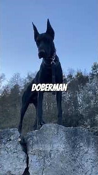 Black Dog Breeds Ranked #1 Will Shock You!