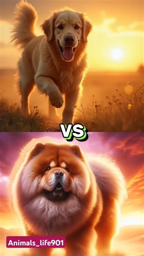 ANIMALS DOG COMPARISON (GOLDEN RETRIEVER VS CHOWCHOW SAMOYED.CHOWCHOW RETRIEVER.LEONBERGER) #animals