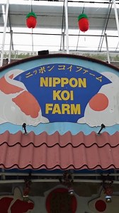 Nippon Koi Farm in 60 Secs! #nipponkoi #ediblehibiscus #kranji #insingapore #countrysidevideos #kranjicountryside #educational #koi #localproduce #farmtourssingapore #experiencesinsingapore #watch #supportlocal | Kranji Countryside Farmers' Market