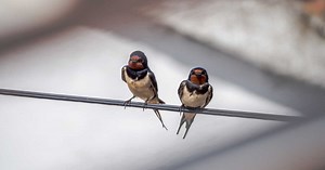 Les couples d'oiseaux aussi "divorcent" : une étude explique ce qui les pousse à se séparer