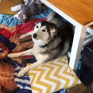 Milperthusky on Instagram: "Update: so the last 24 hours have been crazy. Millie over the last few weeks has refused to stand up even once a day for a wee or poo. Yesterday she stood up atleast 5 times only screaming once. She is still being so careful and in pain but it looks so positive. Today she stood up like this for a wee and poo. And then came in and played with a toy then back asleep!! Finally some positive news. Keep you all informed and once again thanks so much for everybodies kind me