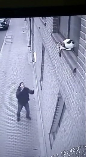 CCTV Cat Rescue! Stranger Catches Falling Kitten from 4th Floor Window (Heroic Reaction)