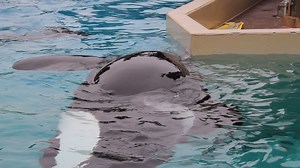 Just a reminder that #SeaWorld shouldn’t exist. #BoycottSeaWorldDay and save the whales! | PETA (People for the Ethical Treatment of Animals)