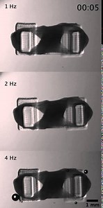 These 3D-Printed Bio-Bots Are Powered By Real Muscle Cells