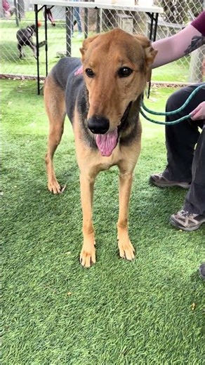 NEW A5767090 Luna | German Shepherd Mix