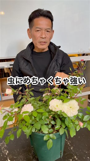 [Mini roses] Easy if you know the characteristics #Mini roses