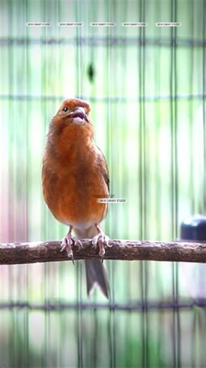 CANARY SONGBIRD #CANARY #CANARYSONGBIRD #CANARY #KENARI 31