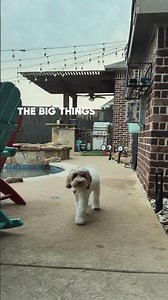 Chasing the magic in the everyday moments with Milo.🐾✨ #cockapoopuppies #cockapoo