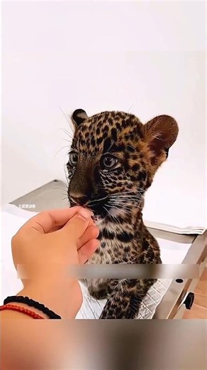 Baby Cheetah Rescue 😳 From Tank Trap to Unbreakable Bond 🐆❤️