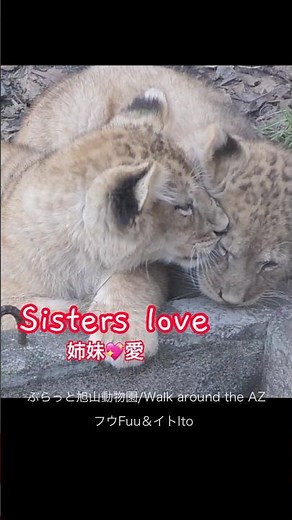 きずな💞Bond＃ライオン #オリトイオイトフウレイ #ファミリー #赤ちゃん #lion #cute #animal #cubs