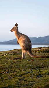 Nature: Animals and Birds. #barasamaina #nature #birds #animals #insects #plants #conservancy #earth | Barasa Maina Vincent