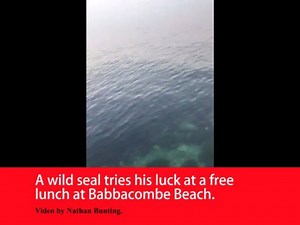 We love this! He nearly got them... 🐟🐟 | Devon Live