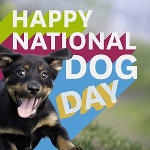 Happy National Dog Day! Did you know having a furry friend isn’t just fun, it’s good for your health too? From boosting mood and reducing stress to encouraging physical activity, dogs enhance our lives in countless ways. Celebrate the bond with your pup and enjoy the health benefits they bring! #NationalDogDay | EmblemHealth