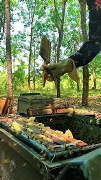 Beekeeping Life 🐝 | Inside the Hive & Honey Production #Shorts