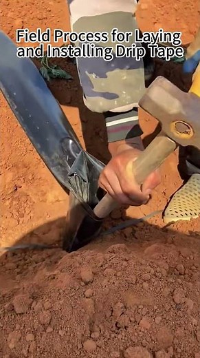 Drip Tape Installation Process | Simple & Efficient