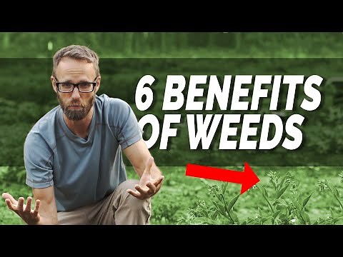 SIX Benefits of Weeds - Learn to Love Weeds