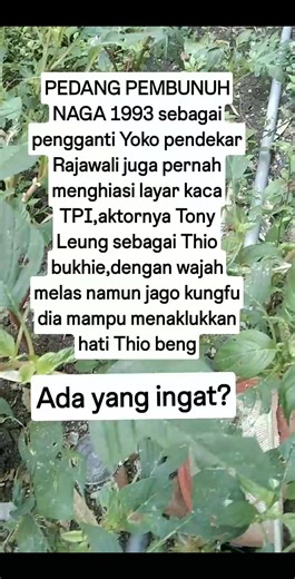 jadul mantul | Roman Camelo