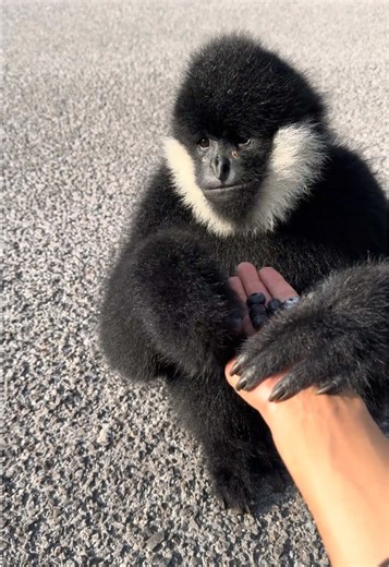 Gibbon and Hylobatidae Facts