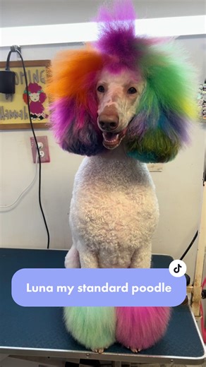 Pampering Luna: A Relaxing Bath Day for Your Standard Poodle