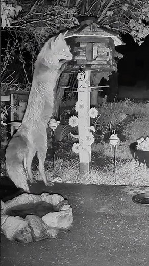 🦊 Am Ende plünderte der Fuchs alles… 🦊 In the end, the fox took it all…