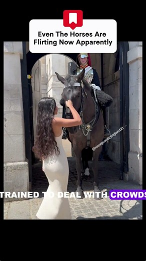 Royal Horse Flirting With Tourists #royalguards #queensguard #shorts