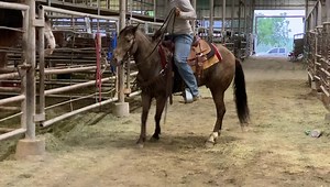 3.3K views · 60 reactions | Hip #201- Champagne Ranch Type Gelding...