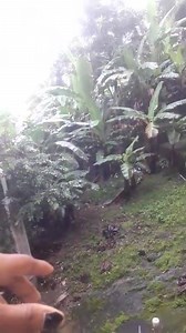 Jamaican responding to the Jamaican in Snow | Jamaica IS Nice