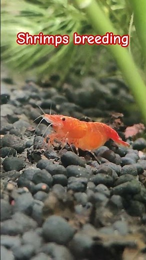 🔥 Shrimp Breeding Successfully at Home | Eggs to Baby Shrimp 🦐