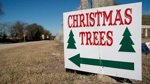 Where to cut your own Christmas tree in Central Pa: Here are 10 spots to check out