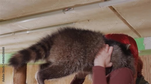 woman hugging raccoon indoors warmly, redhead caretaker embracing large fluffy raccoon on shoulder, gentle petting and mutual trust, soft fur closeup, warm studio lighting, compassionate bond, rescue