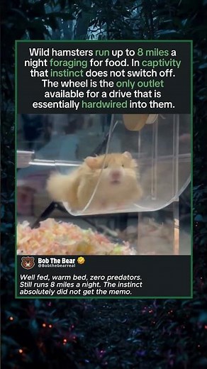 The Real Reason Hamsters Cannot Stop Running