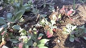 Rehmannia Root – Health Benefits and Side Effects