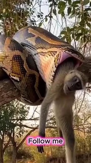 Watch This Giant Python Just Swallowed a Monkey ALIVE. 😱 | Discovery Unlock