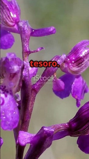 Las flores más bonitas de España en primavera: orquídeas ibéricas 🌷🌞