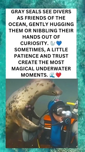 🦭❤️ When Seals Show Love to Humans, Magic Happens!
