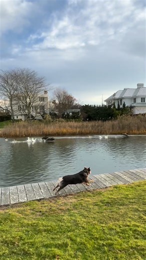 Haulin’ Auss Geese Control LLC on Instagram: "Haulin’ Auss Geese Control’s Ryker does an amazing job chasing off this flock of Canada Geese! You can tell he truly loves his job! ❤️ #haulinaussgeesecontrol #australianshepherd #australianshepherd #goosecontrol #longisland"