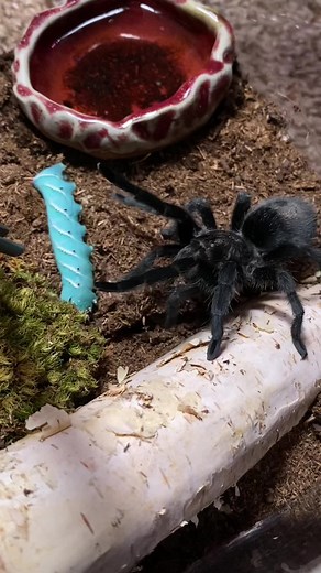 Can you hear the “hiss” sound? This is the first time I’ve personally heard any of my tarantulas make that particular noise. Not entirely sure if she’s rubbing her fangs together OR pushing air out from her mouth, but I caught it earlier when Jack thought I was taking her food away, haha. So I’m pretending this second time to record the hissing for you guys. #tarantulas #tarantulasoftiktok #invertabrates #spidersoftiktok